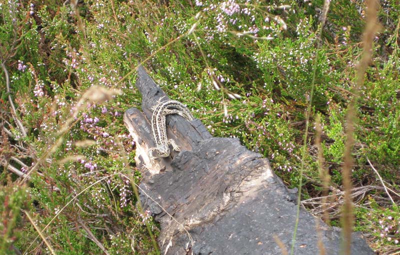 Lacerta Agilis e Zootoca Vivipara.